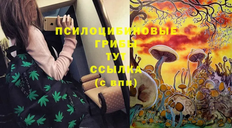 omg tor  Боготол  Псилоцибиновые грибы Cubensis 